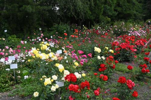 2025-06-16-wycieczka-ogrod-botaniczny-10